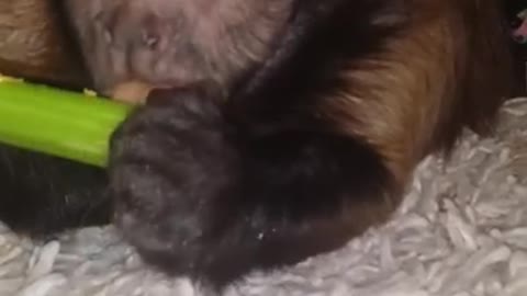 Monkey Eating Celery
