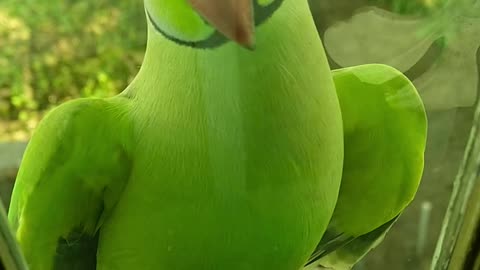 a ring-necked parakeet that wants to come home