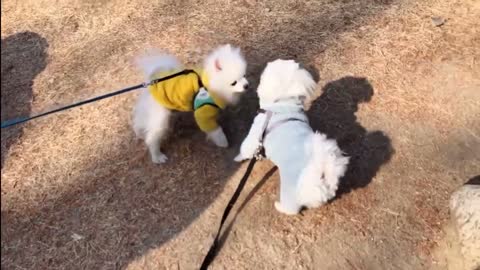 Video of two puppies playing.