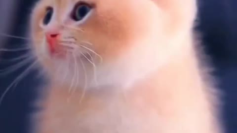 Cat shot video