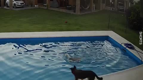 WATCH : Dog Guides Blind Best Friend Out Of Pool ❤