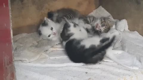 Kittens fighting in a tangle.