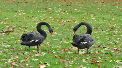 Black Swans Expressing Love to each Other