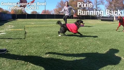Coolwag Super Dog Bowl Starting Line Up featuring Pixie, Roxy and Sawyer