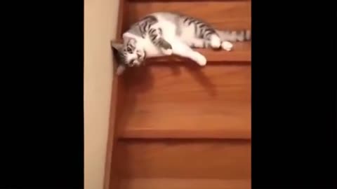 Pets Getting Scared Over Nothing- Funny Cat And Dog Videos| Amazing Animal 🐶 2021😻 6