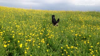 Black dog jumps in a field of yellow flowers