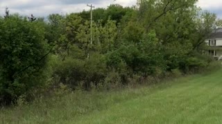 I'm dive bombed by adult Tree Swallow while I inspect their nest