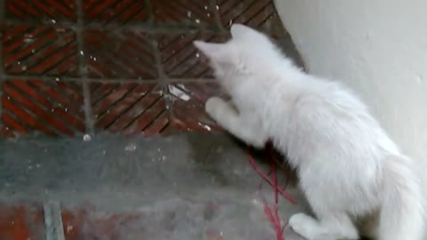 Two white fur cats playing in the new building