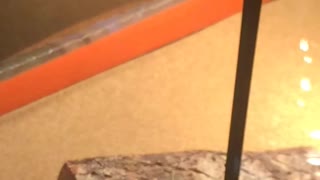 Cat meets Gecko