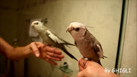 Cockatiel sings 'Jingle Bells' theme to his reflection