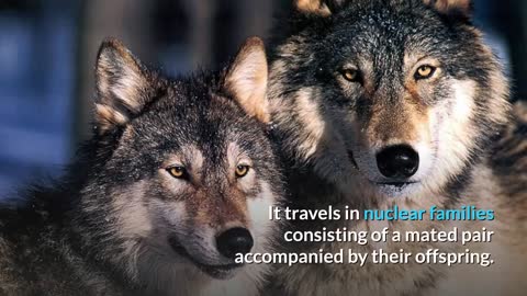 Wolf Descriptions, Characteristics and Facts!