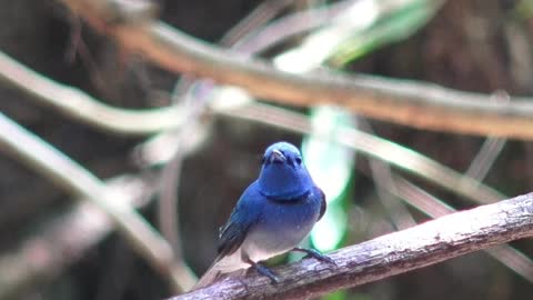 cute bird for bird lover. MUST WATCH!! THIS IS REALLY INCREDIBLE