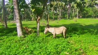 Pony in the Philippines