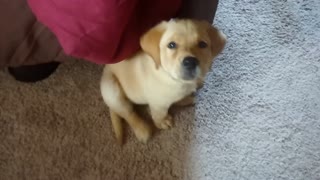 Cutest yellow lab puppy...meet Dantonio