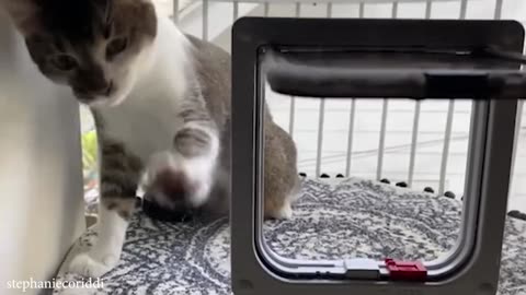 Silliest CATS on Earth 😂 Funny Cats Videos 2023
