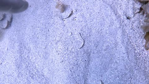 Electric Ray Disappears Into Sand