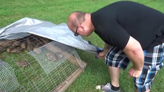 Brother Scotts first Quail Harvest