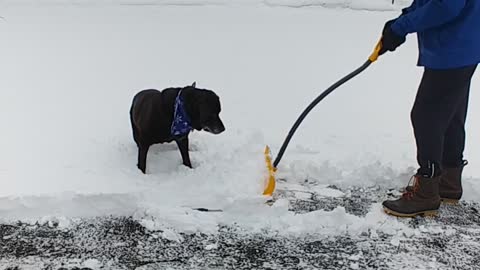 Chocolate Lab "helps" owner shovel the driveway
