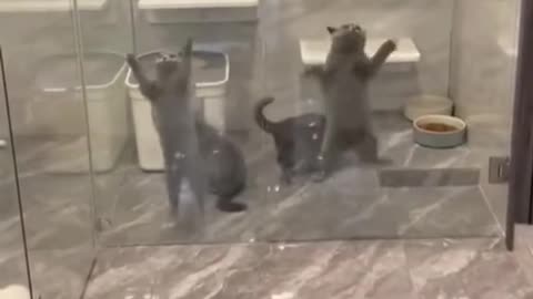 Funny cat gang jumping