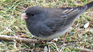 Dark-eyed junco