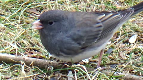 Dark-eyed junco