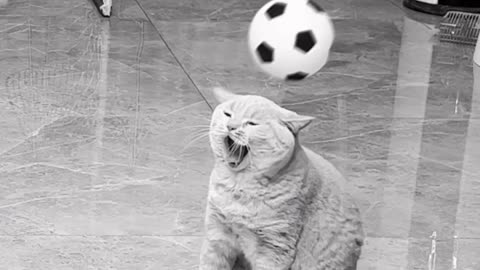 Cat playing the football ⚽ ⚽ ⚽ ⚽ ⚽.