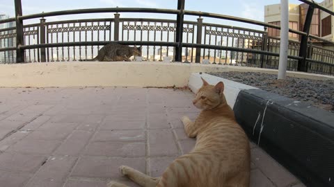 MICHAEL JACKSON & ED SHEERAN - Homeless cats in Ras Al Khaimah, UAE #cat #EdSheeran #MichaelJackson