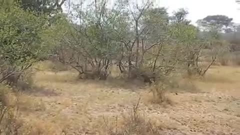 Amazing wildlife - Brave Gazelle Escape Death, and many more
