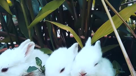 cute Rabbits# beautiful Animals #kids#funny#cute animals
