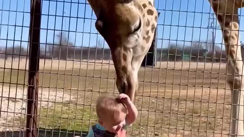 Cute Giraffe Gives Baby Smooches!