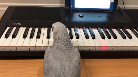 Parrot plays 'Twinkle Twinkle' on her piano