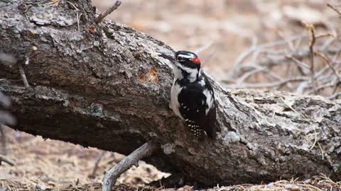 Hairy Woodpecker Bird_Woodpecker Feeding Eating