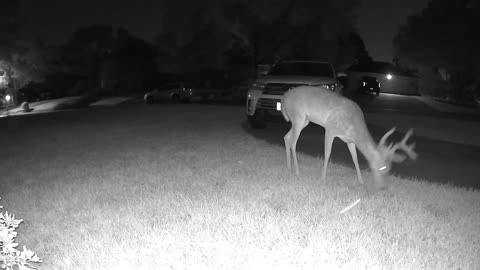 Whitetail deer in my Cypress (Houston) neighborhood - August 15, 2023 0226