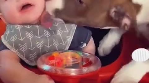 Dog Shows The Baby Some Love