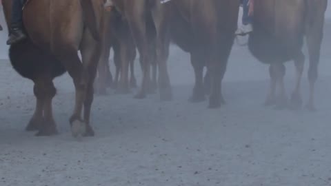 Hunder Sand Dunes Nubra Valley Bactrian Camels Ride Ladakh India