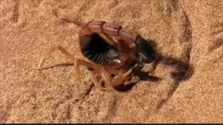 The Scorpion Power Animal
