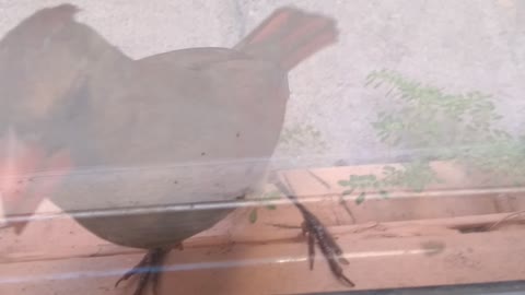 A CUTE CARDINAL DEFENDING TERRITORY AGAINST, OR GREETING, "ANOTHER BIRD" (ITS OWN REFLECTION)!