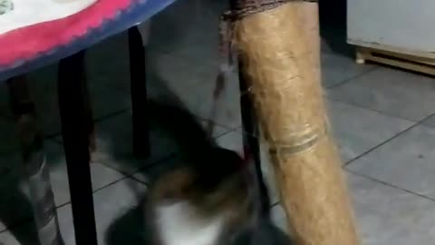 gatos cat playing on the scratching post, wake up everyone at dawn #cat #dog