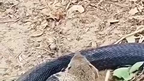 Snake And Mouse Fight |مبارزه موش و مار