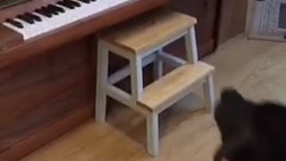 Black cat falls off back of piano