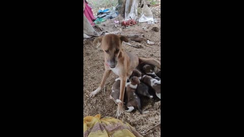 Indian dog mother breastfeeding her cubs