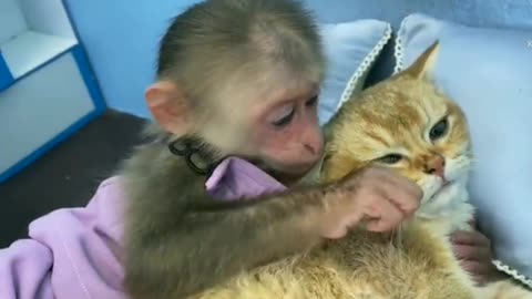 Monkey and beautiful Cat trying to sleep on same bed.