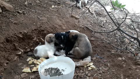 A puppy born under a tree