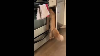 Cat Knows How To Steal Hidden Food