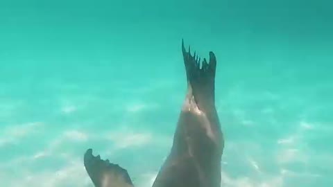 ing with Sea Lions, Eyre Peninsula, South AustraliaBtxrence of my life swimming with these super
