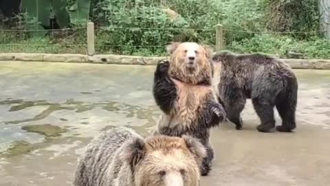 🐻 bear funny video #indian #funny #usa #malayalam