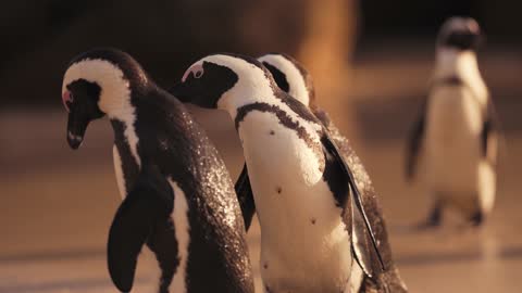 Beautiful penguins 🐧🐧