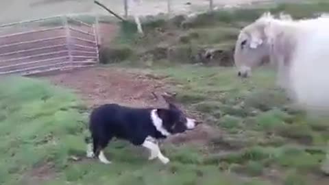 Dogsheep