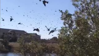 Huge Flock of Birds