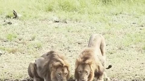 Lions animals video , Lion attitude animals , trading viral videos, monkey video